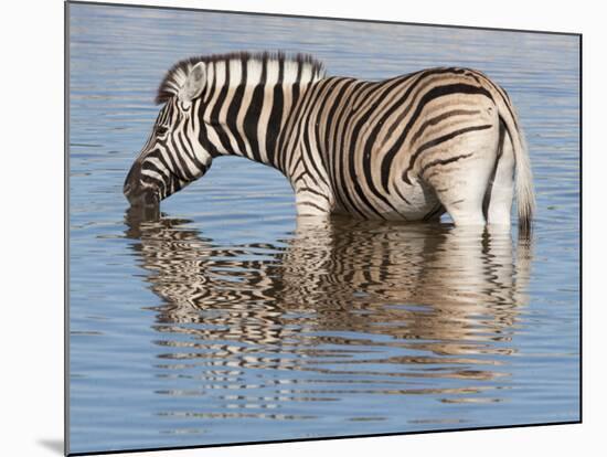 Burchell's Zebra, at Waterhole, Etosha National Park, Namibia, Africa-Ann & Steve Toon-Mounted Photographic Print