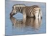 Burchell's Zebra, at Waterhole, Etosha National Park, Namibia, Africa-Ann & Steve Toon-Mounted Photographic Print