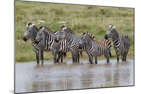 Burchell's Zebra at watering hole, Serengeti National Park, Tanzania, Africa-Adam Jones-Mounted Photographic Print