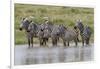 Burchell's Zebra at watering hole, Serengeti National Park, Tanzania, Africa-Adam Jones-Framed Photographic Print