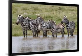 Burchell's Zebra at watering hole, Serengeti National Park, Tanzania, Africa-Adam Jones-Framed Photographic Print