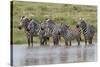 Burchell's Zebra at watering hole, Serengeti National Park, Tanzania, Africa-Adam Jones-Stretched Canvas