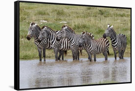 Burchell's Zebra at watering hole, Serengeti National Park, Tanzania, Africa-Adam Jones-Framed Stretched Canvas