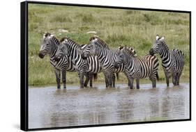 Burchell's Zebra at watering hole, Serengeti National Park, Tanzania, Africa-Adam Jones-Framed Stretched Canvas