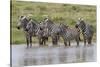 Burchell's Zebra at watering hole, Serengeti National Park, Tanzania, Africa-Adam Jones-Stretched Canvas