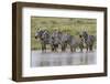 Burchell's Zebra at watering hole, Serengeti National Park, Tanzania, Africa-Adam Jones-Framed Photographic Print