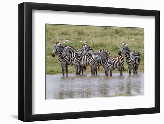 Burchell's Zebra at watering hole, Serengeti National Park, Tanzania, Africa-Adam Jones-Framed Photographic Print