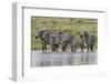 Burchell's Zebra at watering hole, Serengeti National Park, Tanzania, Africa-Adam Jones-Framed Photographic Print