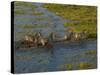 Burchell's Zebra Crossing Flood Waters, Mombo Area of Chief's Island, Okavango Delta, Botswana-Pete Oxford-Stretched Canvas