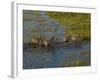 Burchell's Zebra Crossing Flood Waters, Mombo Area of Chief's Island, Okavango Delta, Botswana-Pete Oxford-Framed Photographic Print