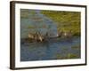 Burchell's Zebra Crossing Flood Waters, Mombo Area of Chief's Island, Okavango Delta, Botswana-Pete Oxford-Framed Photographic Print