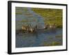 Burchell's Zebra Crossing Flood Waters, Mombo Area of Chief's Island, Okavango Delta, Botswana-Pete Oxford-Framed Photographic Print