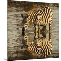 Burchell's zebra drinking at sunrise, Masai Mara, Kenya, Africa-Adam Jones-Mounted Photographic Print