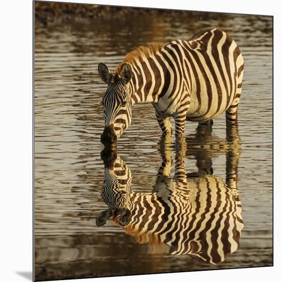 Burchell's zebra drinking at sunrise, Masai Mara, Kenya, Africa-Adam Jones-Mounted Photographic Print