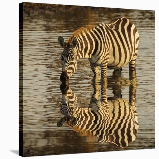 Burchell's zebra drinking at sunrise, Masai Mara, Kenya, Africa-Adam Jones-Stretched Canvas