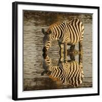 Burchell's zebra drinking at sunrise, Masai Mara, Kenya, Africa-Adam Jones-Framed Photographic Print