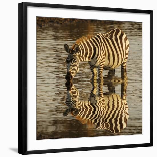 Burchell's zebra drinking at sunrise, Masai Mara, Kenya, Africa-Adam Jones-Framed Photographic Print