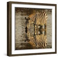 Burchell's zebra drinking at sunrise, Masai Mara, Kenya, Africa-Adam Jones-Framed Photographic Print