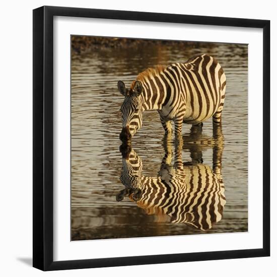 Burchell's zebra drinking at sunrise, Masai Mara, Kenya, Africa-Adam Jones-Framed Photographic Print