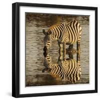 Burchell's zebra drinking at sunrise, Masai Mara, Kenya, Africa-Adam Jones-Framed Photographic Print