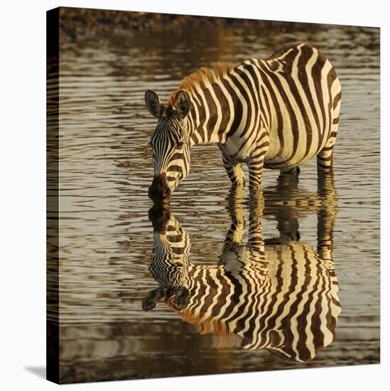 Burchell's zebra drinking at sunrise, Masai Mara, Kenya, Africa-Adam Jones-Stretched Canvas