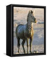 Burchell's Zebra (Equus Burchelli) Covered in Mud, Etosha National Park, Namibia, Africa-Steve & Ann Toon-Framed Stretched Canvas