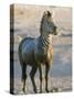 Burchell's Zebra (Equus Burchelli) Covered in Mud, Etosha National Park, Namibia, Africa-Steve & Ann Toon-Stretched Canvas