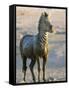 Burchell's Zebra (Equus Burchelli) Covered in Mud, Etosha National Park, Namibia, Africa-Steve & Ann Toon-Framed Stretched Canvas