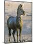 Burchell's Zebra (Equus Burchelli) Covered in Mud, Etosha National Park, Namibia, Africa-Steve & Ann Toon-Mounted Photographic Print