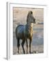 Burchell's Zebra (Equus Burchelli) Covered in Mud, Etosha National Park, Namibia, Africa-Steve & Ann Toon-Framed Photographic Print