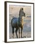 Burchell's Zebra (Equus Burchelli) Covered in Mud, Etosha National Park, Namibia, Africa-Steve & Ann Toon-Framed Photographic Print