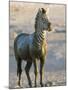 Burchell's Zebra (Equus Burchelli) Covered in Mud, Etosha National Park, Namibia, Africa-Steve & Ann Toon-Mounted Photographic Print