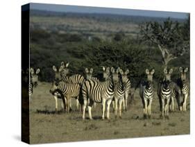 Burchell's Zebra, Equus Burchelli, Namibia, Africa-Thorsten Milse-Stretched Canvas