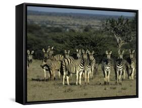 Burchell's Zebra, Equus Burchelli, Namibia, Africa-Thorsten Milse-Framed Stretched Canvas