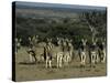 Burchell's Zebra, Equus Burchelli, Namibia, Africa-Thorsten Milse-Stretched Canvas