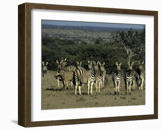 Burchell's Zebra, Equus Burchelli, Namibia, Africa-Thorsten Milse-Framed Photographic Print