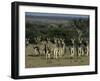 Burchell's Zebra, Equus Burchelli, Namibia, Africa-Thorsten Milse-Framed Photographic Print