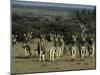 Burchell's Zebra, Equus Burchelli, Namibia, Africa-Thorsten Milse-Mounted Photographic Print