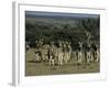 Burchell's Zebra, Equus Burchelli, Namibia, Africa-Thorsten Milse-Framed Photographic Print