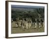 Burchell's Zebra, Equus Burchelli, Namibia, Africa-Thorsten Milse-Framed Photographic Print
