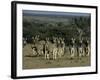 Burchell's Zebra, Equus Burchelli, Namibia, Africa-Thorsten Milse-Framed Photographic Print