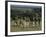 Burchell's Zebra, Equus Burchelli, Namibia, Africa-Thorsten Milse-Framed Photographic Print