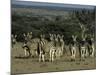 Burchell's Zebra, Equus Burchelli, Namibia, Africa-Thorsten Milse-Mounted Photographic Print