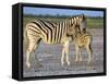 Burchell's Zebra (Equus Burchelli) with Foal, Etosha National Park, Namibia-Steve & Ann Toon-Framed Stretched Canvas