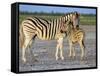 Burchell's Zebra (Equus Burchelli) with Foal, Etosha National Park, Namibia-Steve & Ann Toon-Framed Stretched Canvas