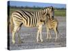 Burchell's Zebra (Equus Burchelli) with Foal, Etosha National Park, Namibia-Steve & Ann Toon-Stretched Canvas