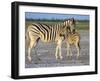 Burchell's Zebra (Equus Burchelli) with Foal, Etosha National Park, Namibia-Steve & Ann Toon-Framed Photographic Print