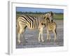 Burchell's Zebra (Equus Burchelli) with Foal, Etosha National Park, Namibia-Steve & Ann Toon-Framed Photographic Print