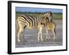 Burchell's Zebra (Equus Burchelli) with Foal, Etosha National Park, Namibia-Steve & Ann Toon-Framed Photographic Print