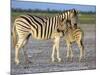 Burchell's Zebra (Equus Burchelli) with Foal, Etosha National Park, Namibia-Steve & Ann Toon-Mounted Photographic Print